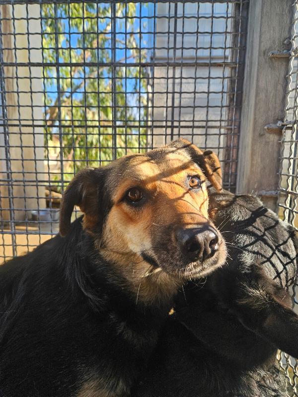 Andrea Splendido Giovane Simil Pastorino Cerca Famiglia 