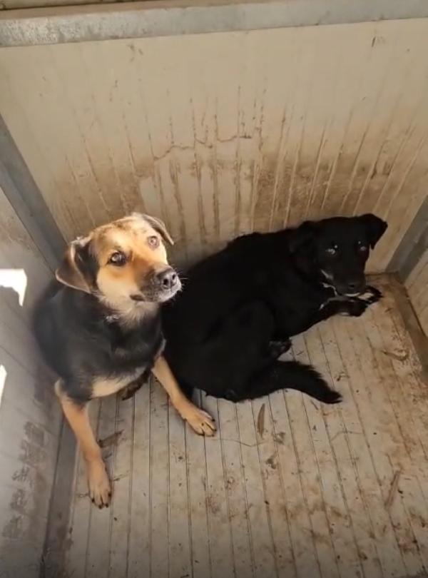 Andrea splendido giovane simil Pastorino cerca famiglia  Foto 2