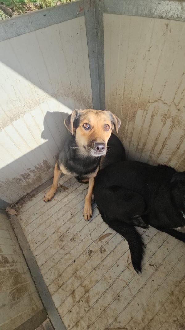 Andrea splendido giovane simil Pastorino cerca famiglia  Foto 3