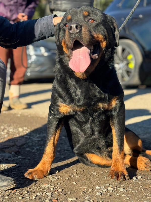 Ares Splendido Rottweiler In Lombardia Cerca Casa 