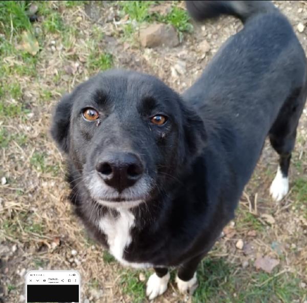 Lucy 4Anni,Ok Gatti Scampata Ad Avvelenamento.avellino