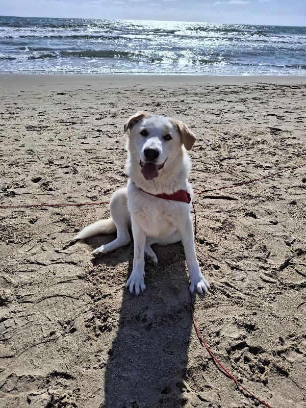 Nuage Splendida Giovanotta Simil Golden/Labrador 