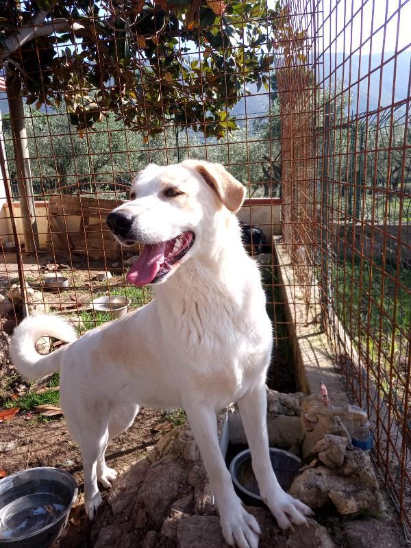 Nuage splendida giovanotta simil Golden/Labrador  Foto 2