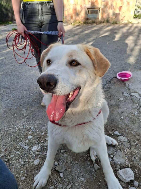 Nuage splendida giovanotta simil Golden/Labrador  Foto 5