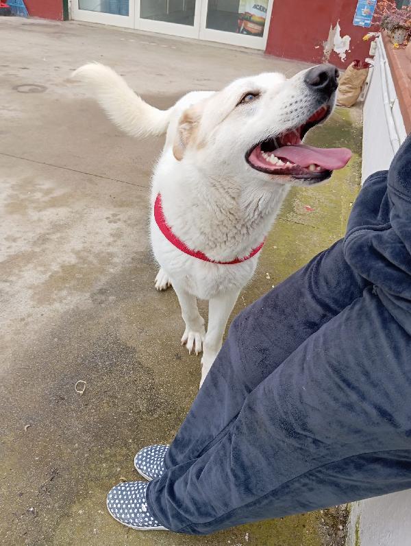 Nuage splendida giovanotta simil Golden/Labrador  Foto 6
