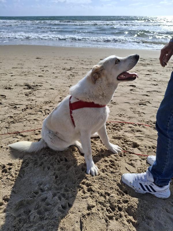 Nuage splendida giovanotta simil Golden/Labrador  Foto 7