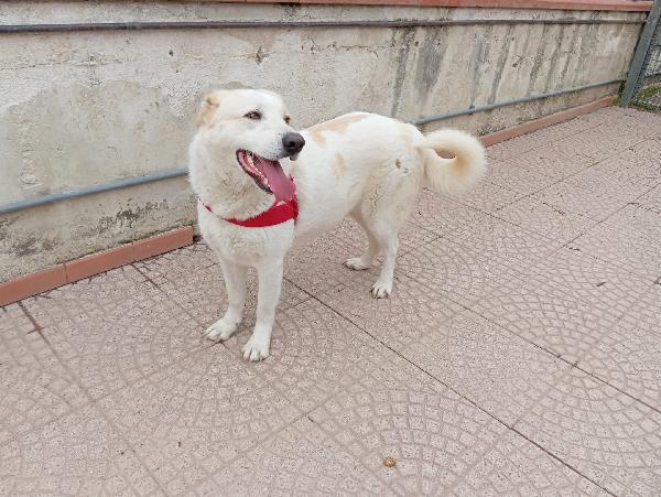 Nuage splendida giovanotta simil Golden/Labrador  Foto 8