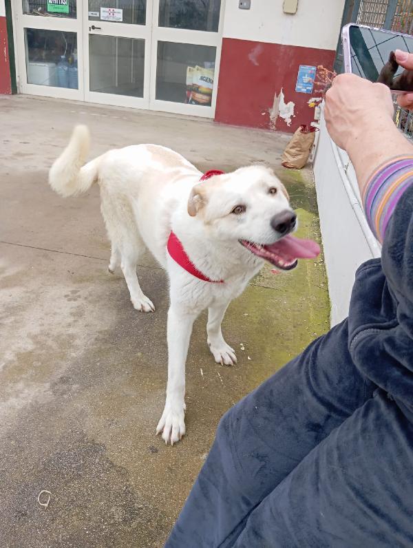 Nuage splendida giovanotta simil Golden/Labrador  Foto 9