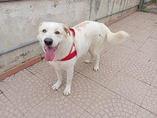 Nuage splendida giovanotta simil Golden/Labrador  Foto 11