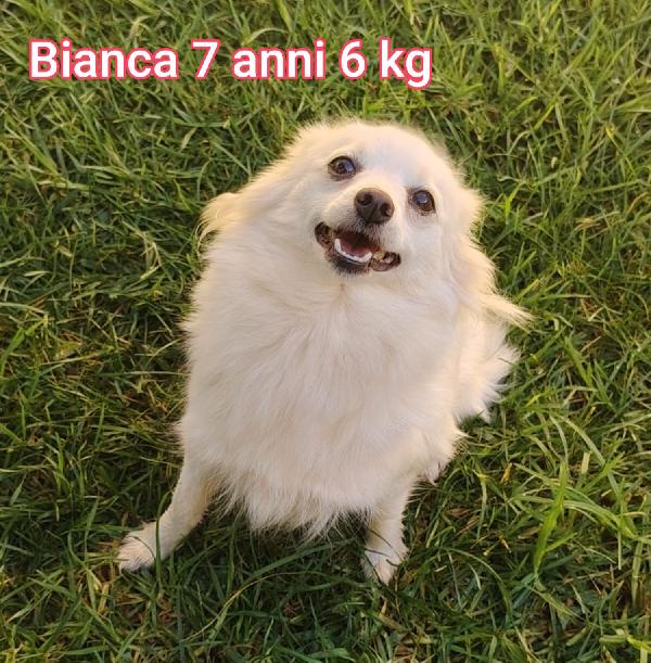 CAGNOLINI TAGLIA PICCOLA Foto 2