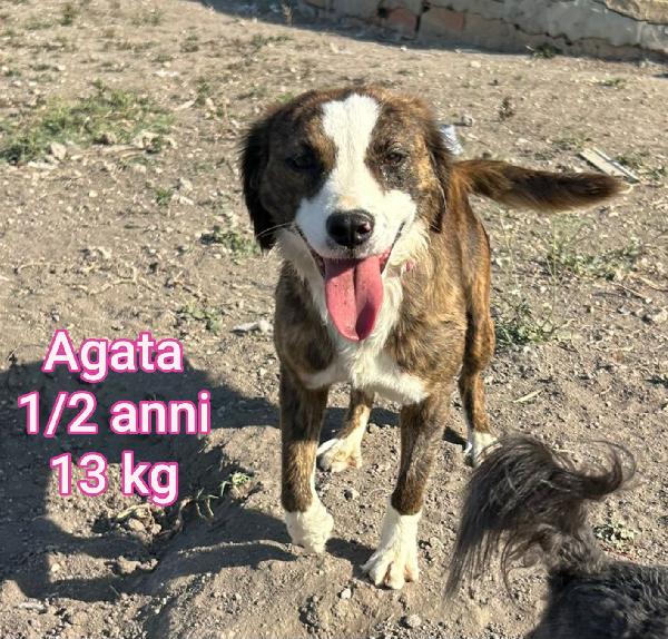 CAGNOLINI TAGLIA PICCOLA Foto 6