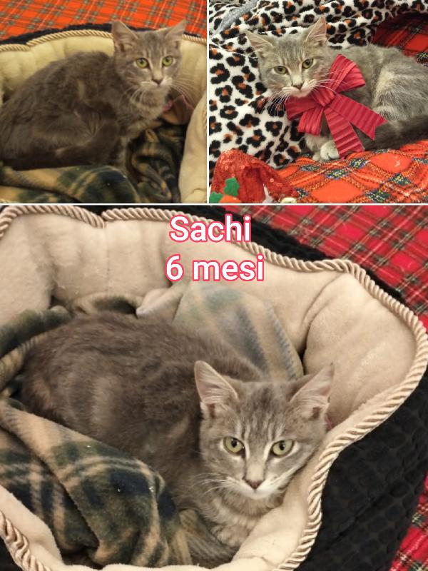 MICINI CERCANO FAMIGLIA E AMORE Foto 5