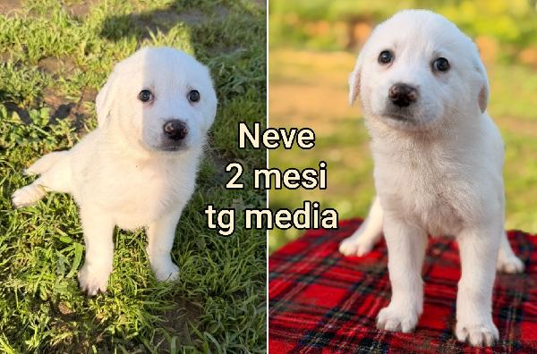 Troppi cuccioli senza casa  Foto 4