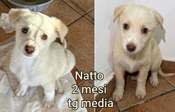 Troppi cuccioli senza casa  Foto 7