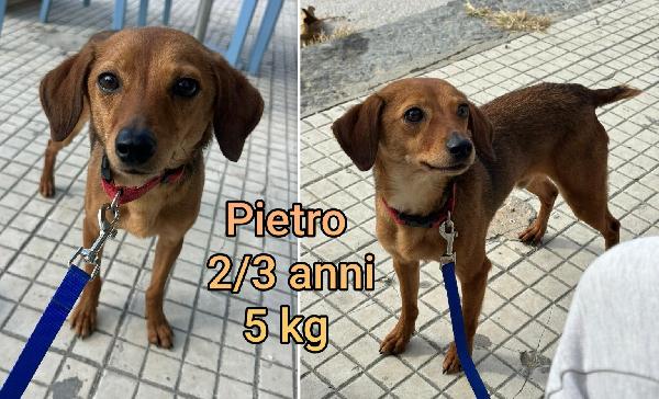 Cagnolini Piccoli E Contenuti 