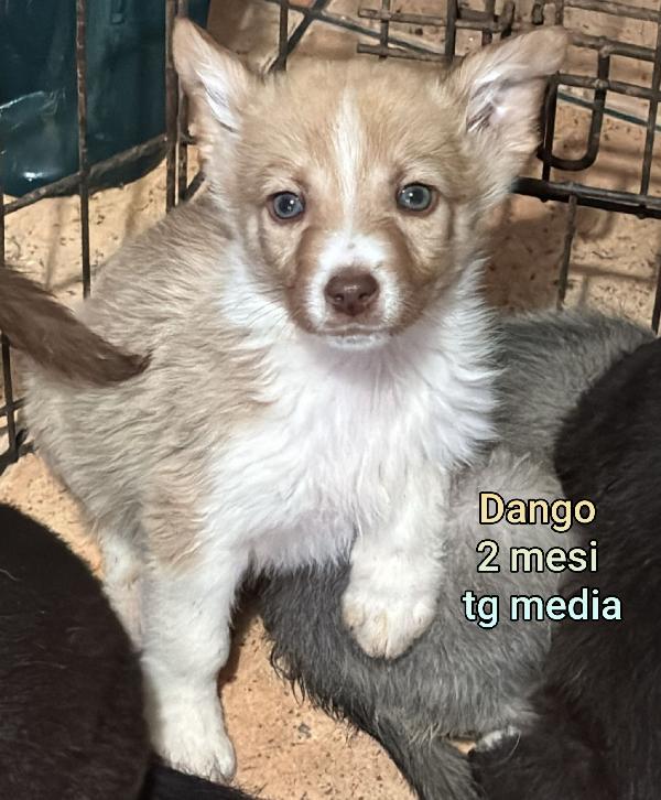 2 MESI: URGENTI ADOZIONI  Foto 5