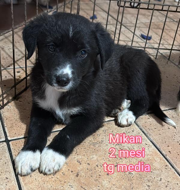 2 MESI: URGENTI ADOZIONI  Foto 6