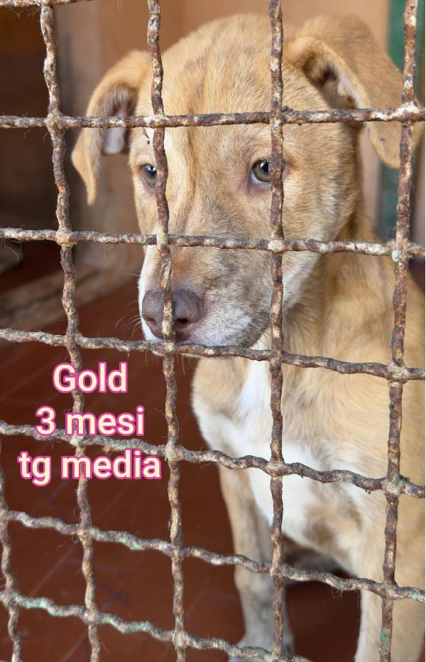 2 MESI: URGENTI ADOZIONI  Foto 8