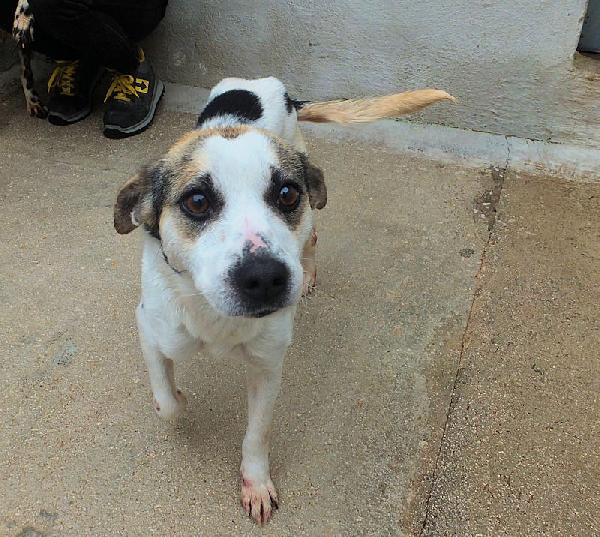 Lucetta (Taglia Piccola)