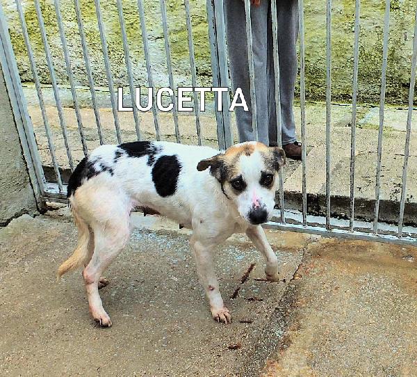 Lucetta (taglia piccola) Foto 2