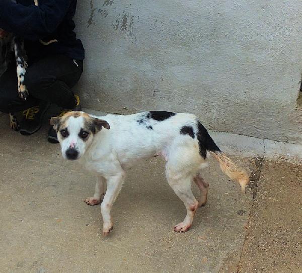 Lucetta (taglia piccola) Foto 3