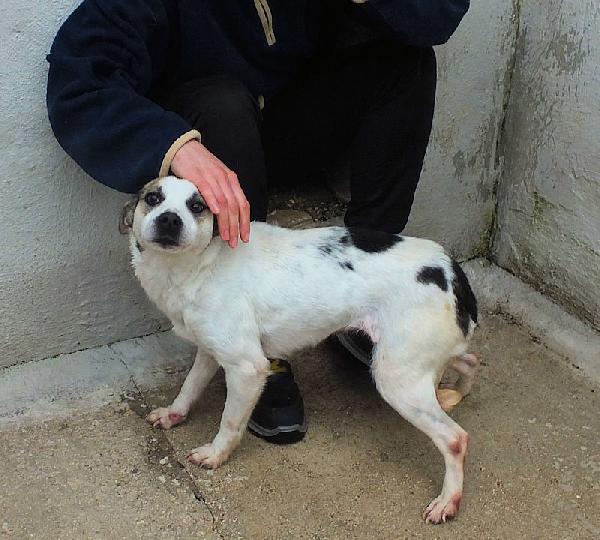 Lucetta (taglia piccola) Foto 4