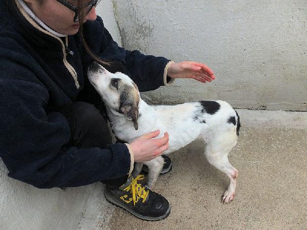 Lucetta (taglia piccola) Foto 5