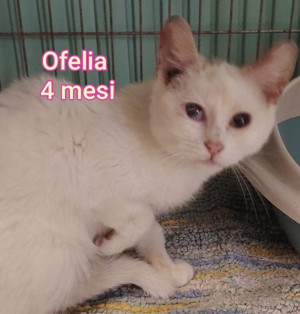 ADOTTA UN GATTINO! Foto 2