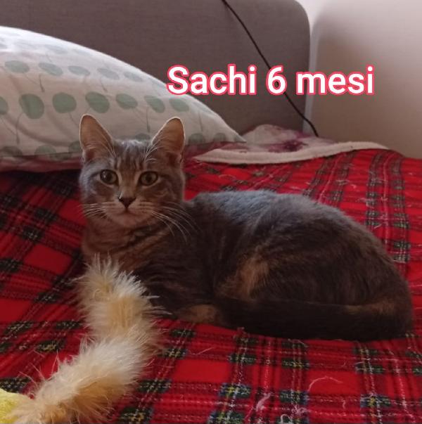ADOTTA UN GATTINO! Foto 4