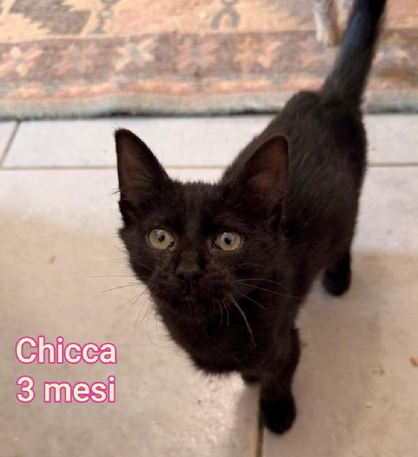 ADOTTA UN GATTINO! Foto 5