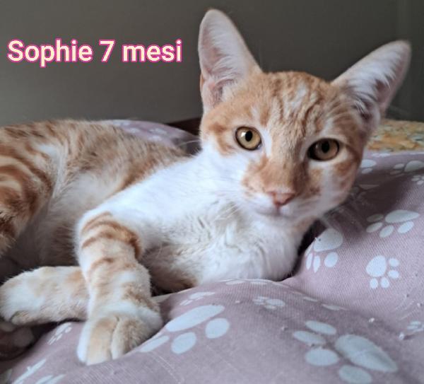 ADOTTA UN GATTINO! Foto 7