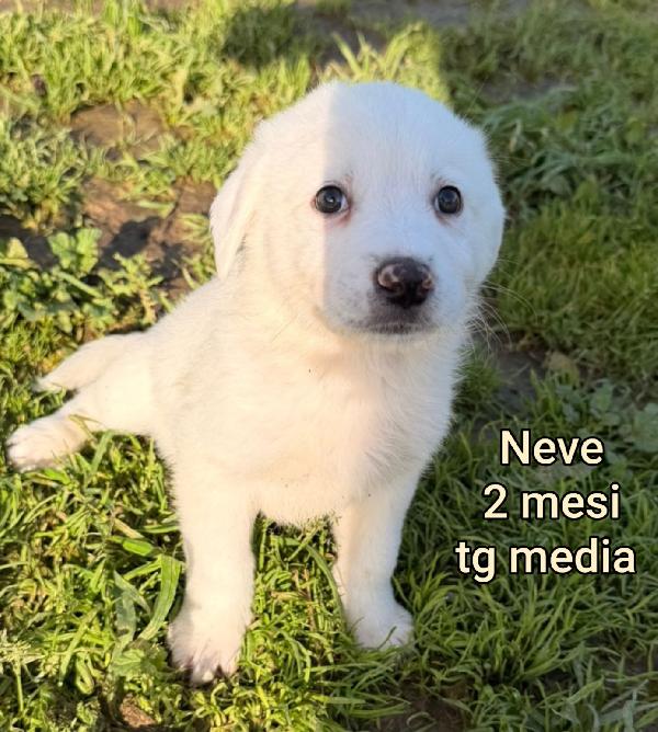 SALVA UN CUCCIOLO! Foto 3