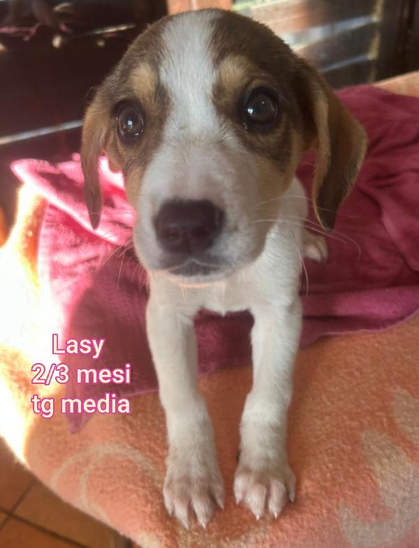 SALVA UN CUCCIOLO! Foto 4