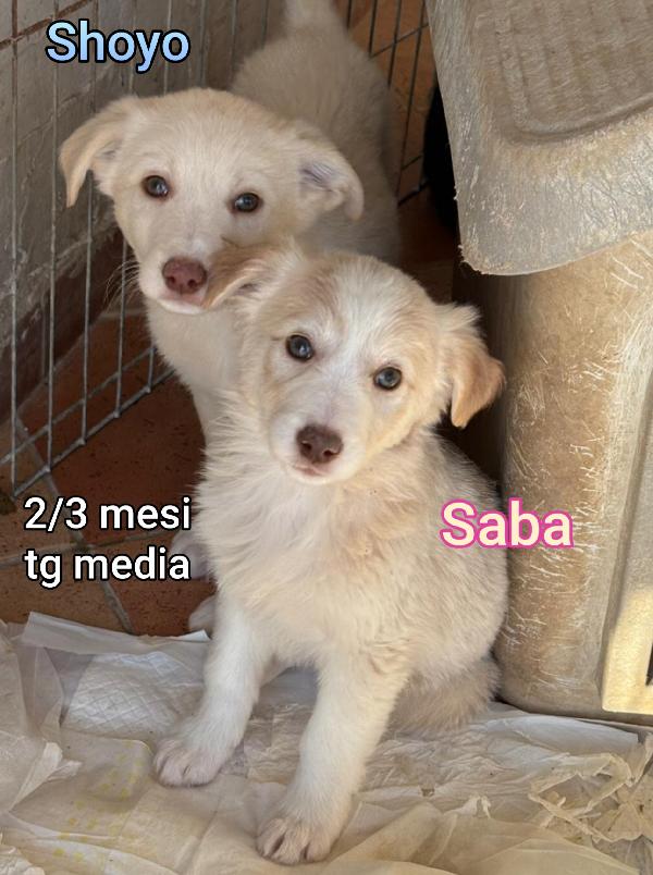 SALVA UN CUCCIOLO! Foto 6