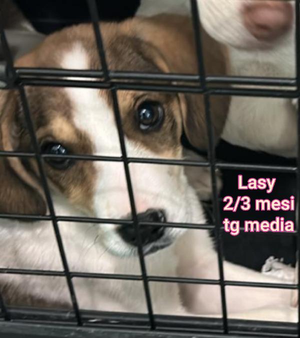 Adorabili Cuccioli 2/3 Mesi