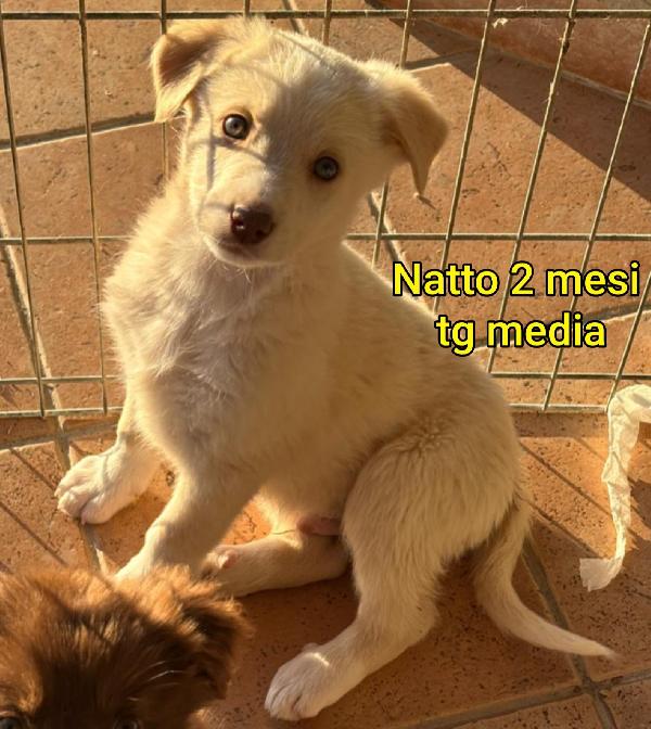 ADORABILI CUCCIOLI 2/3 MESI Foto 5