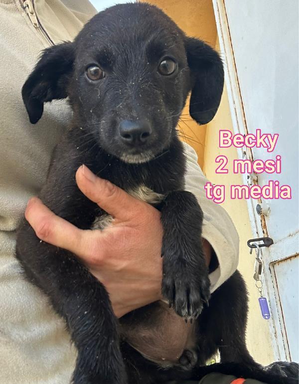 ADORABILI CUCCIOLI 2/3 MESI Foto 8