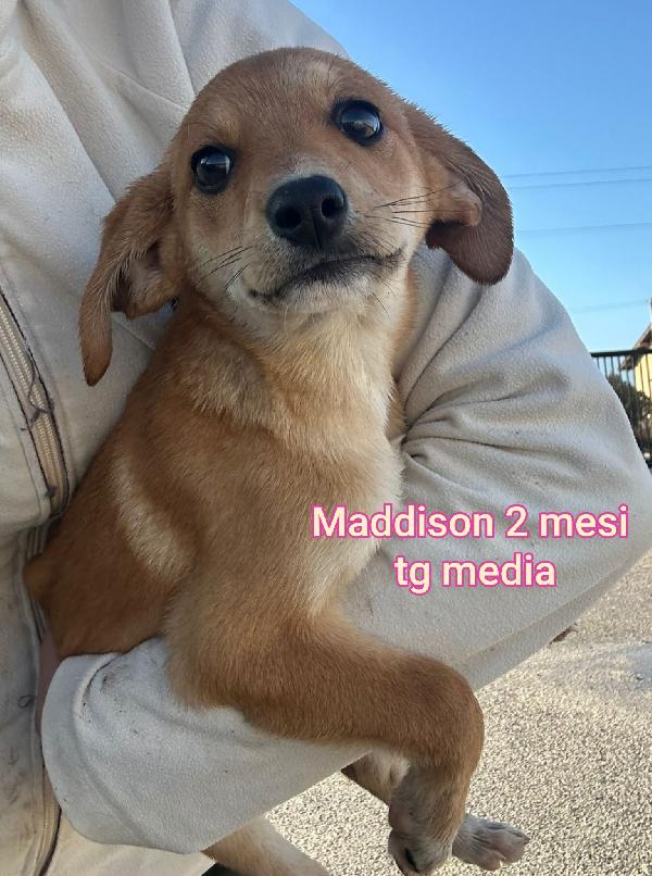 ADORABILI CUCCIOLI 2/3 MESI Foto 9