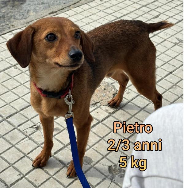 Cani Piccoli / Mediopiccoli 