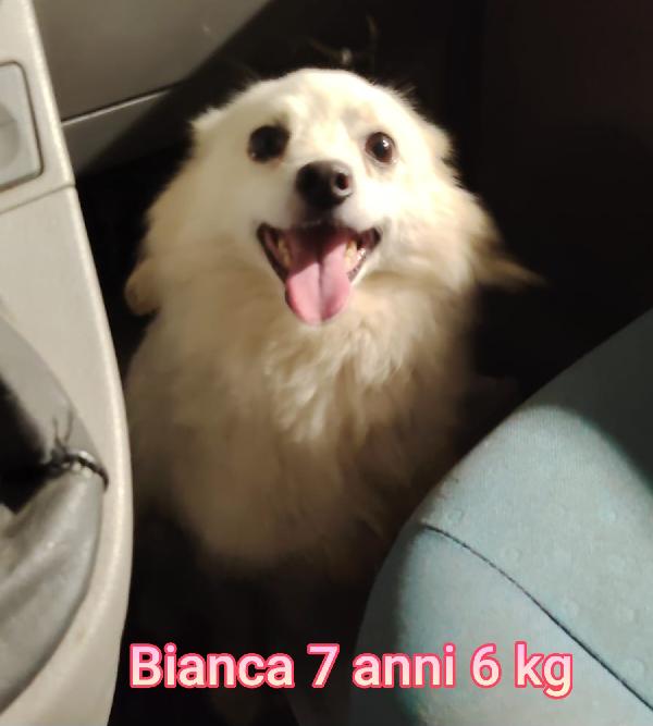 CANI PICCOLI / MEDIOPICCOLI  Foto 2