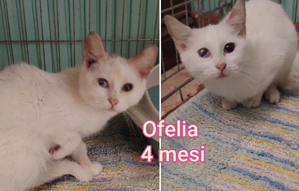 Telefona per uno di questi mici  Foto 2