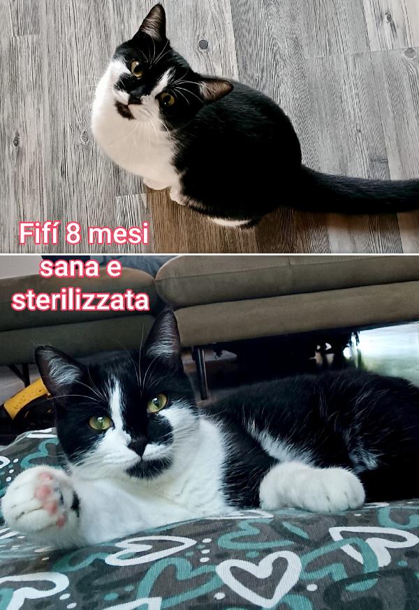 Telefona per uno di questi mici  Foto 7