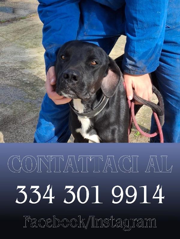 Benny,🦮💘 Foto 3