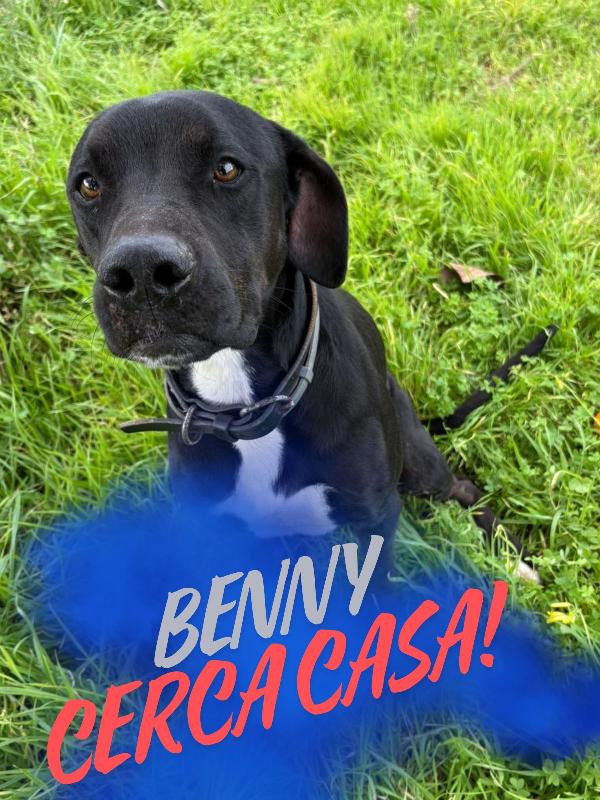 Benny,🦮💘 Foto 4