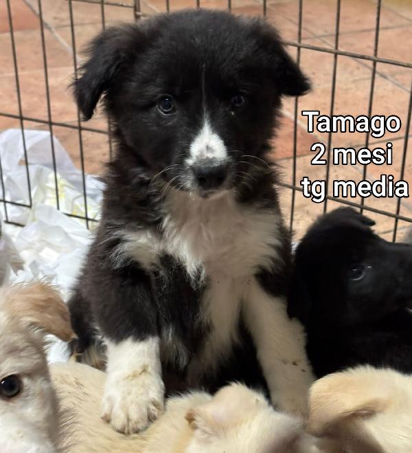 Trovatelli abbandonati. Due mesi Foto 7