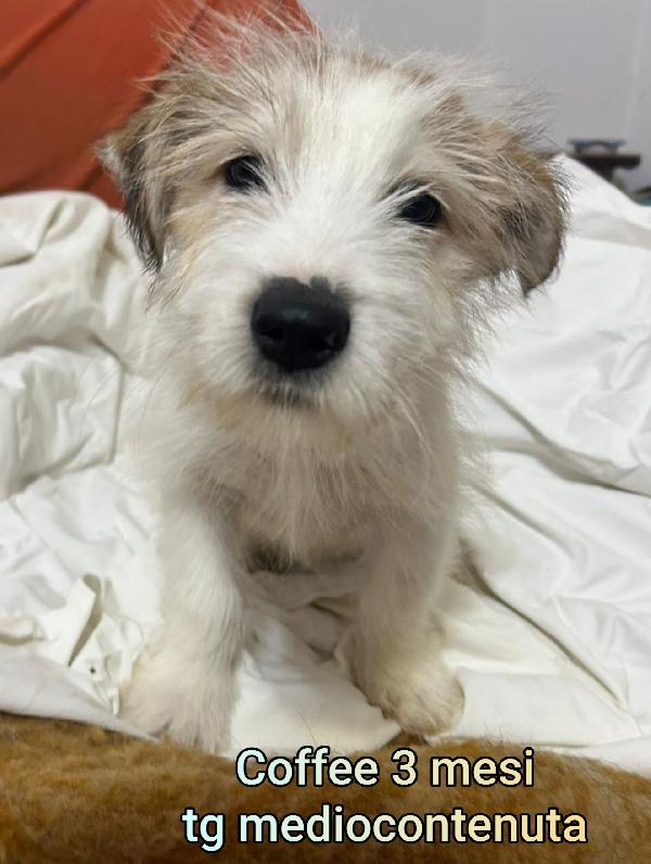 Trovatelli abbandonati. Due mesi Foto 8