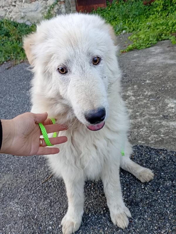 UNA MAMMA PER AKI Foto 3