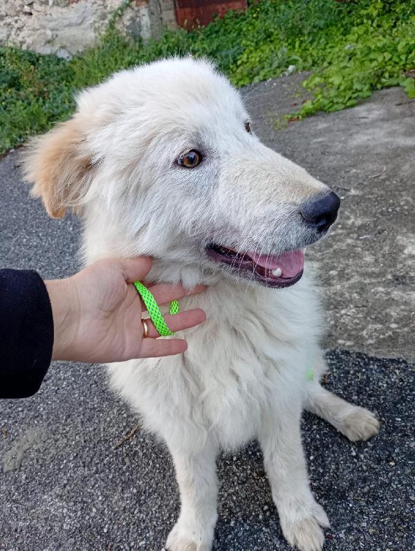 UNA MAMMA PER AKI Foto 4