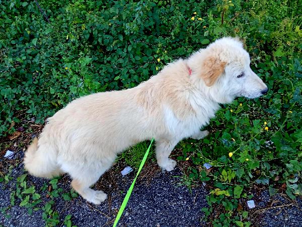 UNA MAMMA PER AKI Foto 5