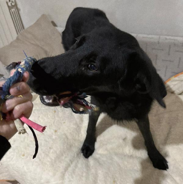 DANTE MIX BORDER COLLIE  Foto 2